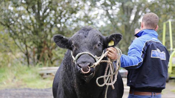 Tất Tần Tật Về Wagyu Australia – Tinh Hoa Thịt Bò Cao Cấp Từ Xứ Sở Chuột Túi